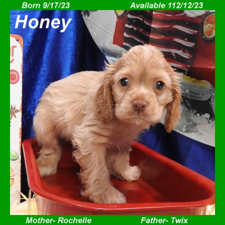 puppy, for, sale, Cocker Spaniel, Joe & Cherri  Overlease, dog, breeder, Miller, MO, dog-breeder, puppy-for-sale, forsale, nearby, find, puppyfind, locator, puppylocator, aca